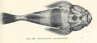 Deepwater stargazer (Kathetostoma nigrofasciatum)