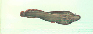 <i>Lepadogaster purpurea</i> Species of fish