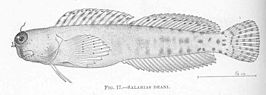 Blenniella bilitonensis