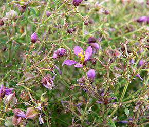 Descrição da imagem Fagonia laevis 3.jpg.