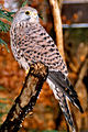 Eurasian kestrel Falco tinnunculus