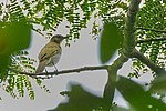 Miniatura per Bulbul de Falkenstein