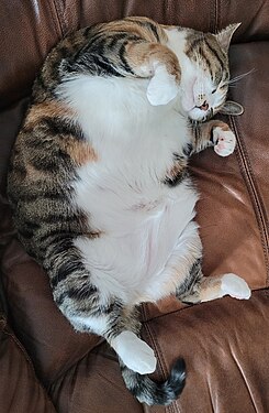 The chonker sleeping. She sleeps stomach up because it stops her from snoring. For use on We All Make Mistakes