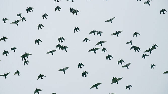 Columba palumbus in flight at the station in Berlin-Spandau