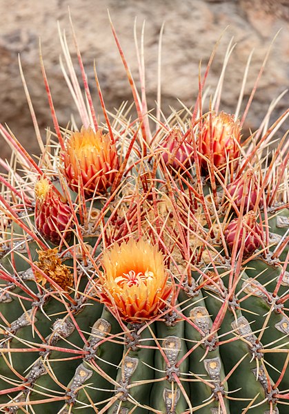 File:Ferocactus echidne 04.jpg