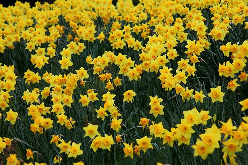 File:Field-yellow-daffodil-flowers - West Virginia - ForestWander.jpg