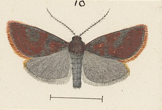 <i>Pyrgotis consentiens</i> Species of moth