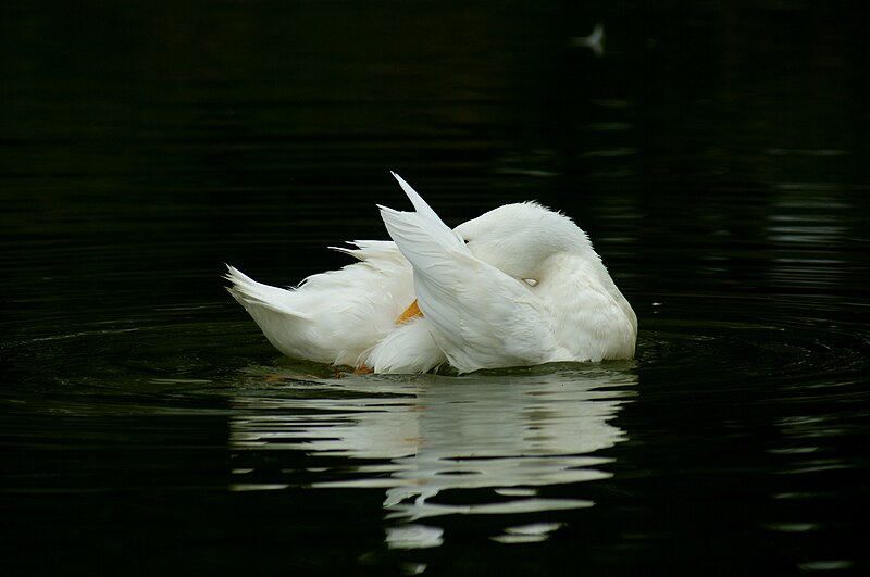 File:Flexible Neck Of White Duck.jpg