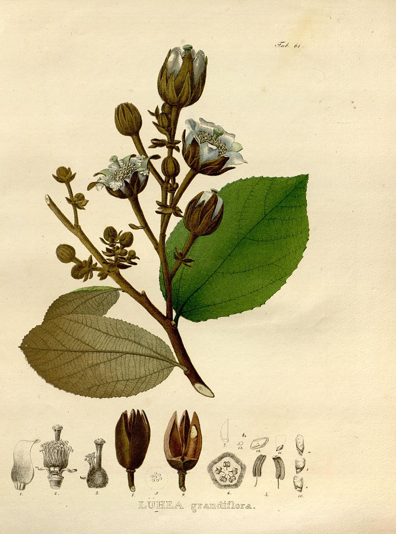 File:abelha-cachorro - Trigona spinipes - em flor de açoita-cavalo-graúdo  Luehea grandiflora Mart. & Zucc. (Malvaceae) 03.jpg - Wikimedia Commons
