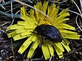 Flor de kakya weta con Chrysomelidae