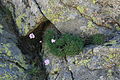 Flora Circo de Gredos 2011 02.JPG