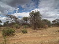 Flora of Tanzania 2338 Nevit.jpg