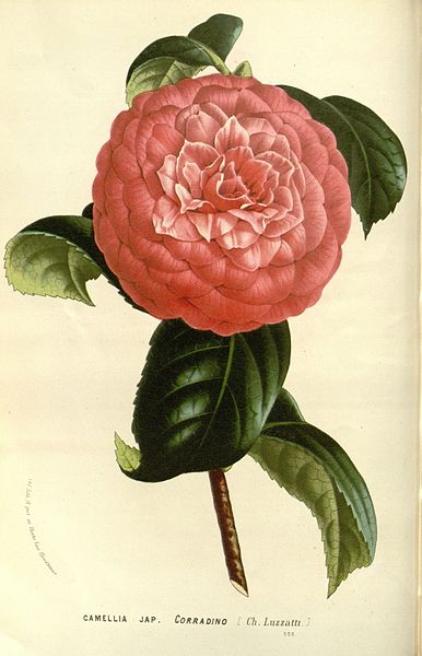 File:Flore des serres v15 131a.jpg - Wikimedia Commons