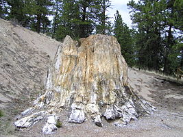 Florissant Fossil Beds National Monument PA272520.jpg