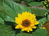 Helianthus annuus (Asteraceae) Sunflower