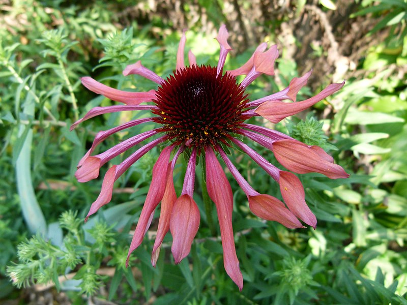 File:Flower bb1.jpg