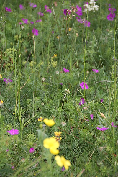 File:Flowers IMG 8851 hovedöya.JPG