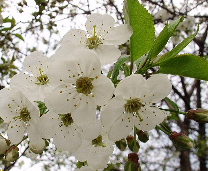 File:Flowers of Pear Tree.jpg