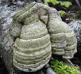 Трутовик справжній (Fomes fomentarius)