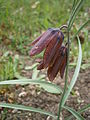 Fritillaria pyrenaica