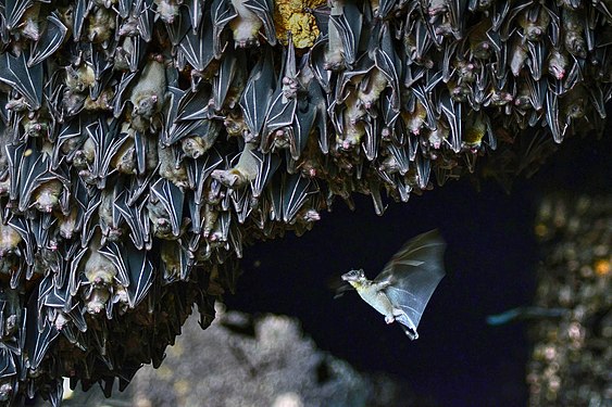 Monfort Bat Sanctuary, Island Garden City of Samal. Photograph: Ranieljosecastaneda (CC BY-SA 4.0)