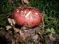 Russula lepida