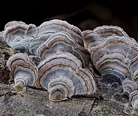 Living turkey-tail fungus