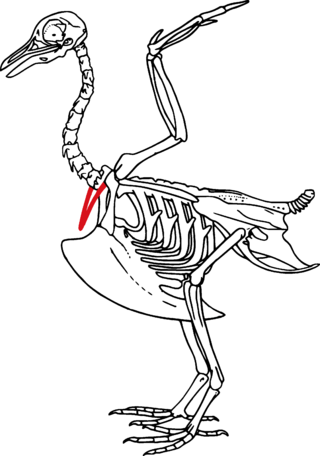 <span class="mw-page-title-main">Furcula</span> Forked bone found in birds and other dinosaurs; fusion of the two clavicles