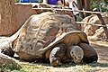 Galapagos-Riesenschildkröte (Chelonoidis nigra)