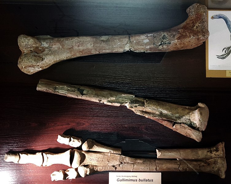 File:Gallimimus bullatus leg bones.jpg