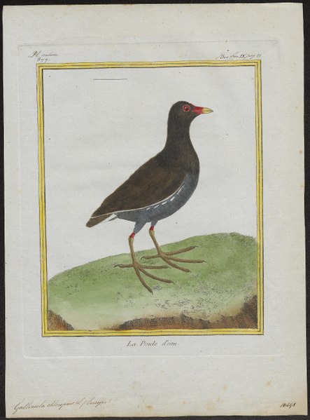 File:Gallinula chloropus - 1700-1880 - Print - Iconographia Zoologica - Special Collections University of Amsterdam - UBA01 IZ17500191.tif