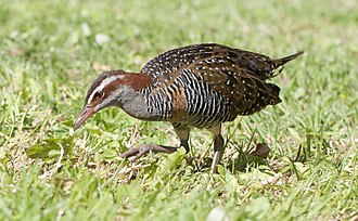The buff-banded rail (Gallirallus philippensis), one of the birds locally known in the Philippines as tikling, which were the inspiration for the movements of the dance Gallirallus philippensis Lord Howe Island 1.jpg