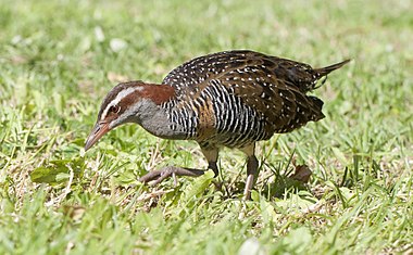 Buff-banded rail