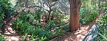 Wendy's Secret Garden - 2023 Gardens in Sydney - 4 - 2023 December.jpg