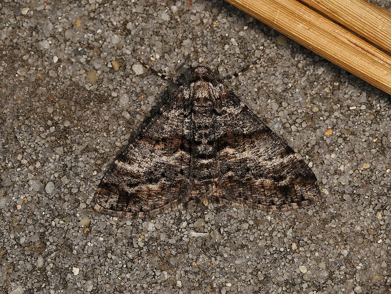 File:Gastrinodes argoplaca (37089202823).jpg