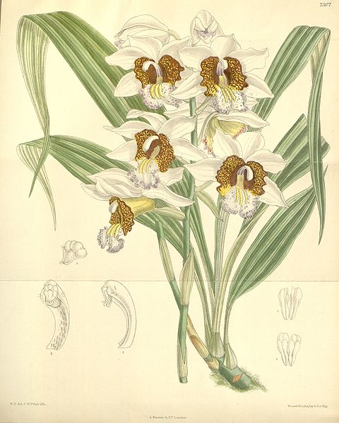 File:Gastrorchis tuberculosa (as Phaius tuberculosus, spelled Phajus tuberculosus) - Curtis' 119 (Ser. 3 no. 49) pl. 7307 (1893).jpg