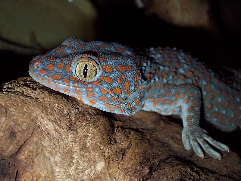 File:Gekko gecko (head) by Robert Michniewicz.jpg