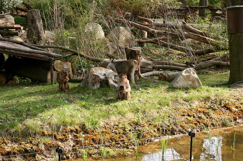 File:Gelsenkirchen - Zoom - Asien - Macaca nemestrina 02 ies.jpg