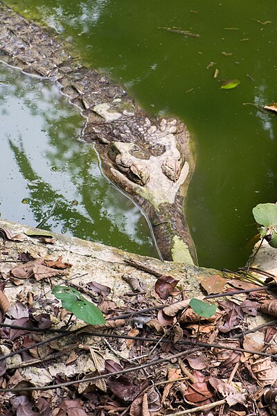 File:Gharial crocodile (23294183749).jpg