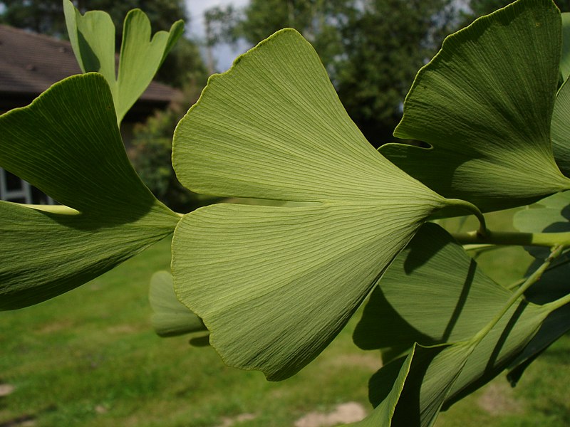 File:Ginkgo biloba-feuille.JPG - Wikimedia Commons.