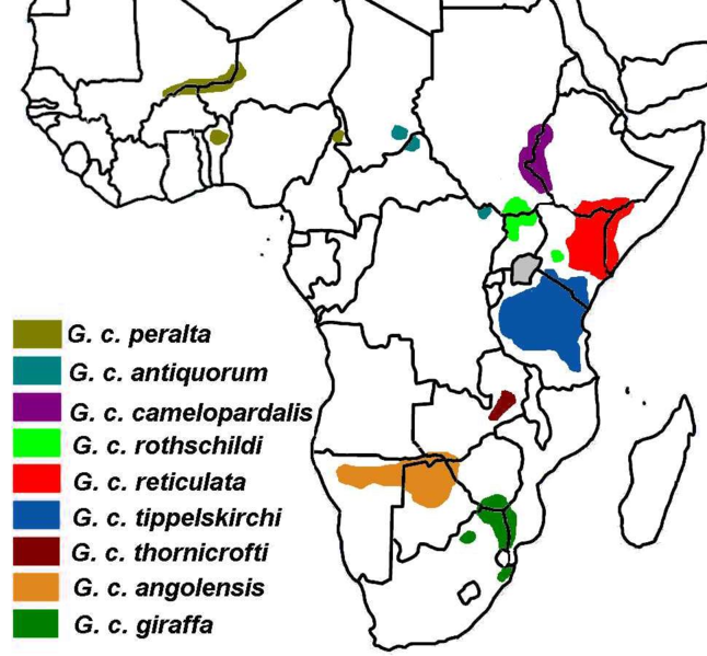 File:Giraffa camelopardalis subspecies map.png