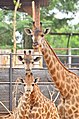 Trois girafes