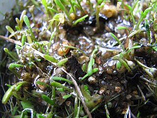 <i>Glossostigma cleistanthum</i> species of plant