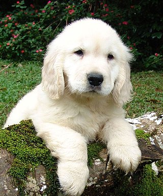 <span class="mw-page-title-main">Puppy</span> Juvenile dog