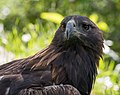 * Nomination Golden eagle (Aquila chrysaetos) at the Aspen Center for Environmental Studies. --Rhododendrites 15:46, 4 May 2018 (UTC) * Promotion Good quality. --Peulle 16:34, 4 May 2018 (UTC)