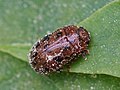 Gonioctena quinquepunctata (Fabricius, 1787)