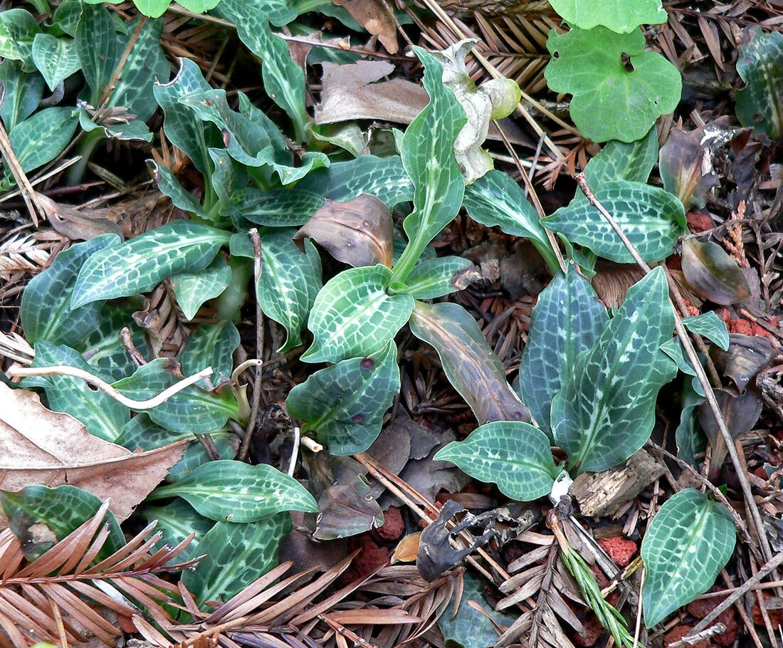 Goodyera oblongifolia