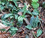 Goodyera oblongifolia 1. jpg