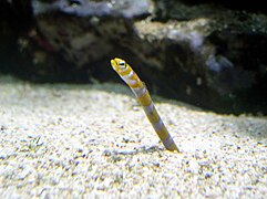 Gorgasia preclara (une « anguille jardinière »)