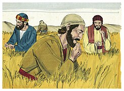 Matthew 12:01-8 Luke 06:01 Conflict over eating grain on the Sabbath
